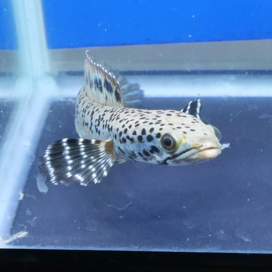 熱帯魚 スーパーブルームーンレインボースネークヘッド 1匹 Mサイズ 約10-14cm± ※雄雌のご指定不可 アナバスの画像