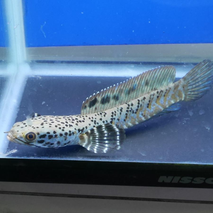熱帯魚 スーパーブルームーンレインボースネークヘッド 1匹 Mサイズ 約10-14cm± ※雄雌のご指定不可 アナバスの画像