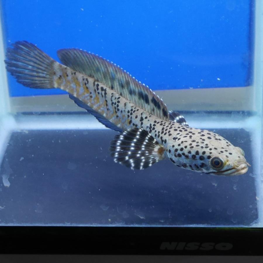 熱帯魚 スーパーブルームーンレインボースネークヘッド 1匹 Mサイズ 約10-14cm± ※雄雌のご指定不可 アナバスの画像