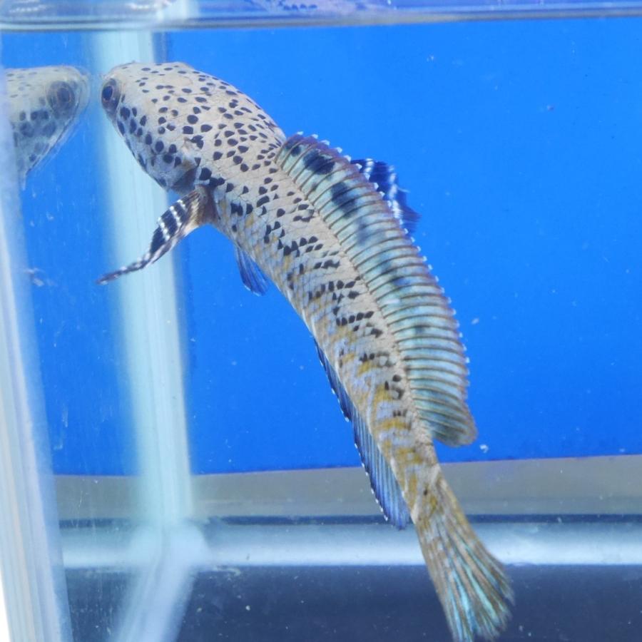 熱帯魚 スーパーブルームーンレインボースネークヘッド 1匹 Mサイズ 約10-14cm± ※雄雌のご指定不可 アナバスの画像