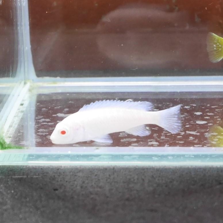 熱帯魚 スノーホワイトシクリッド 3匹 ※カラー/雌雄の指定不可