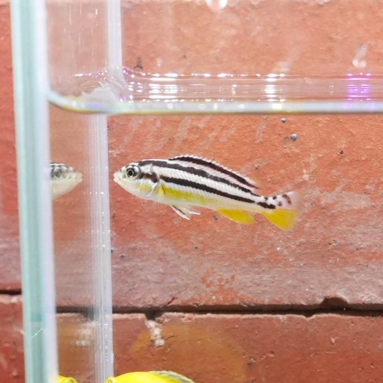 熱帯魚 イエローストライプシクリッド 1匹 ※カラー/雌雄の指定不可