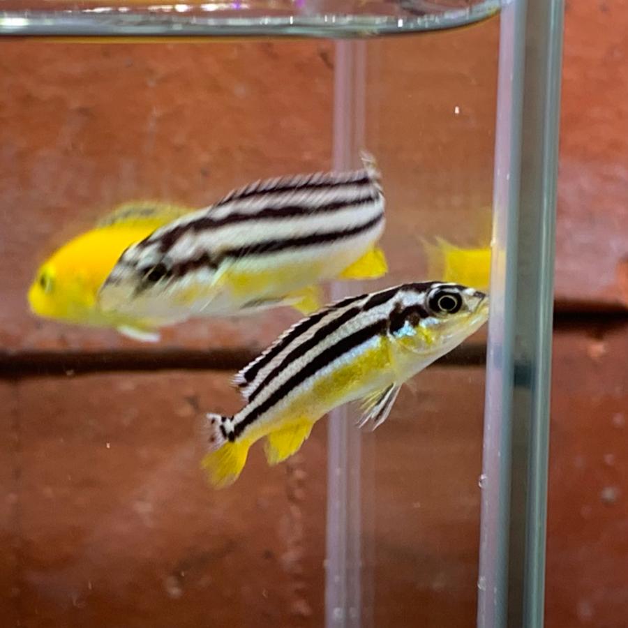 熱帯魚 イエローストライプシクリッド 1匹 ※カラー/雌雄の指定不可