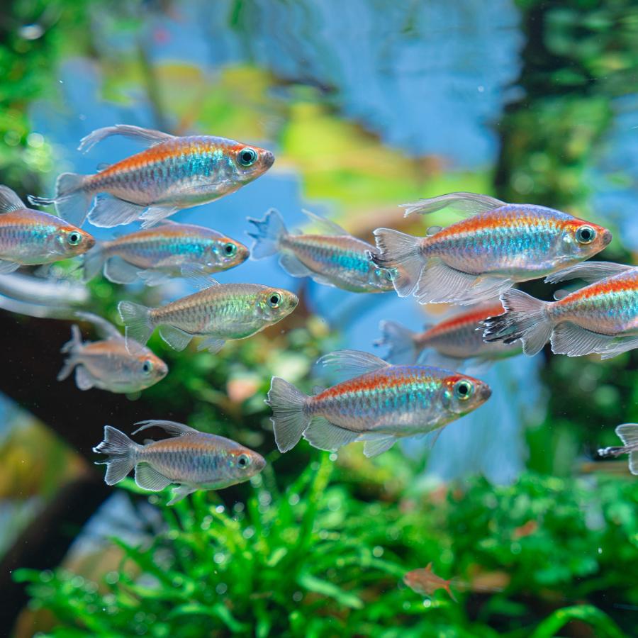 お譲り先決まりました。熱帯魚　コンゴテトラ、カイヤン、コリドラス、プレコ水槽 コリドラスブレビロストリス #コリドラススーパーシュワルツィ