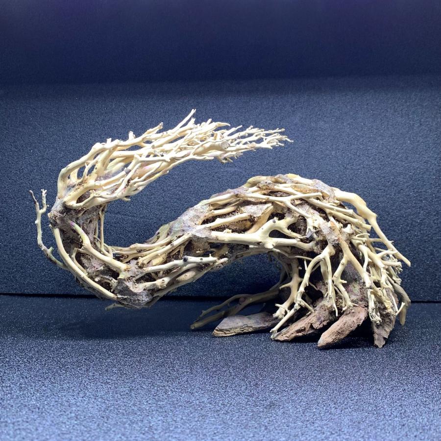 カミハタ 昇龍樹 Sサイズ 流木 盆栽 水景BONSAI 創作流木 神畑 : 有限