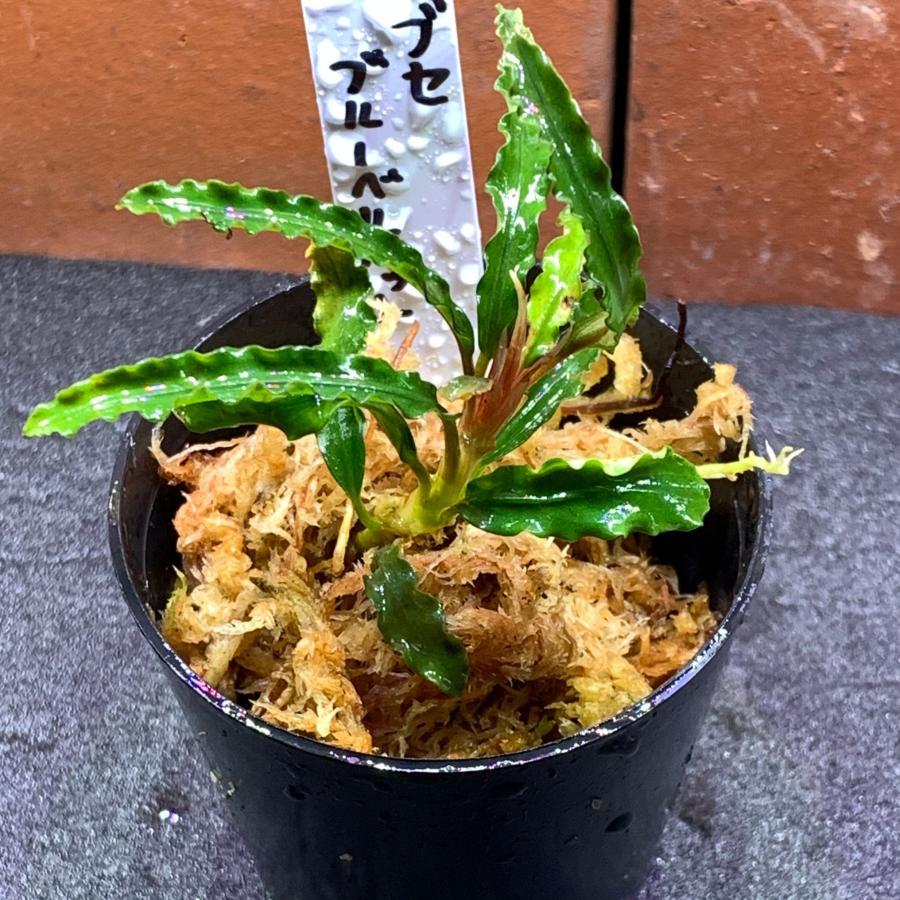水草 ブセファランドラ sp. ブルーベルベット 1株 ※バラ売り水草は4点