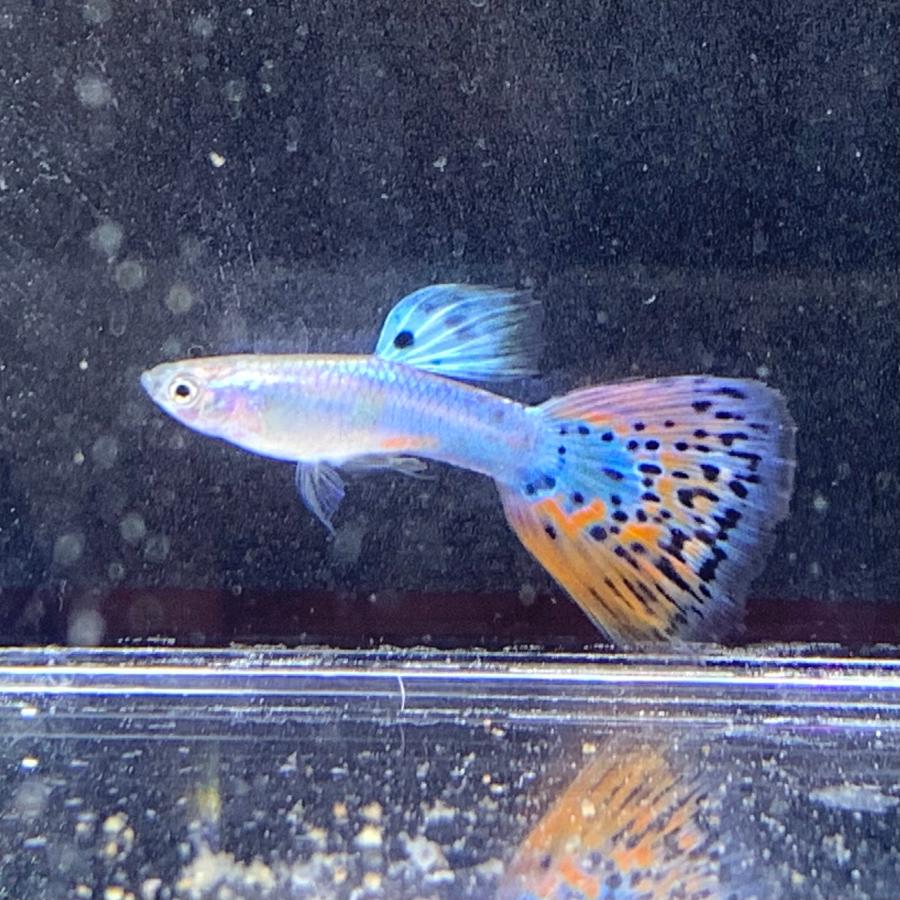 生体付き 60cm 水槽譲ります 国産グッピー