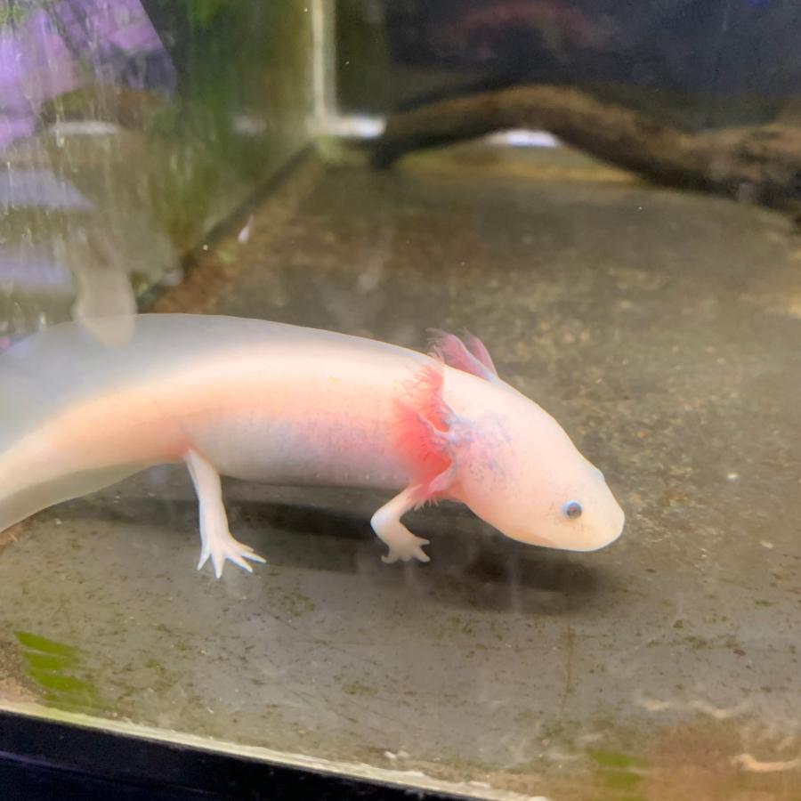 ウーパールーパー 黒目 リューシスティック 1匹 約6-10cm± ※雌雄の指定