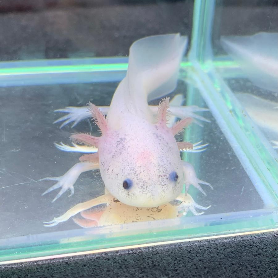 ウーパールーパー 黒目 リューシスティック 1匹 約6-10cm± ※雌雄の指定