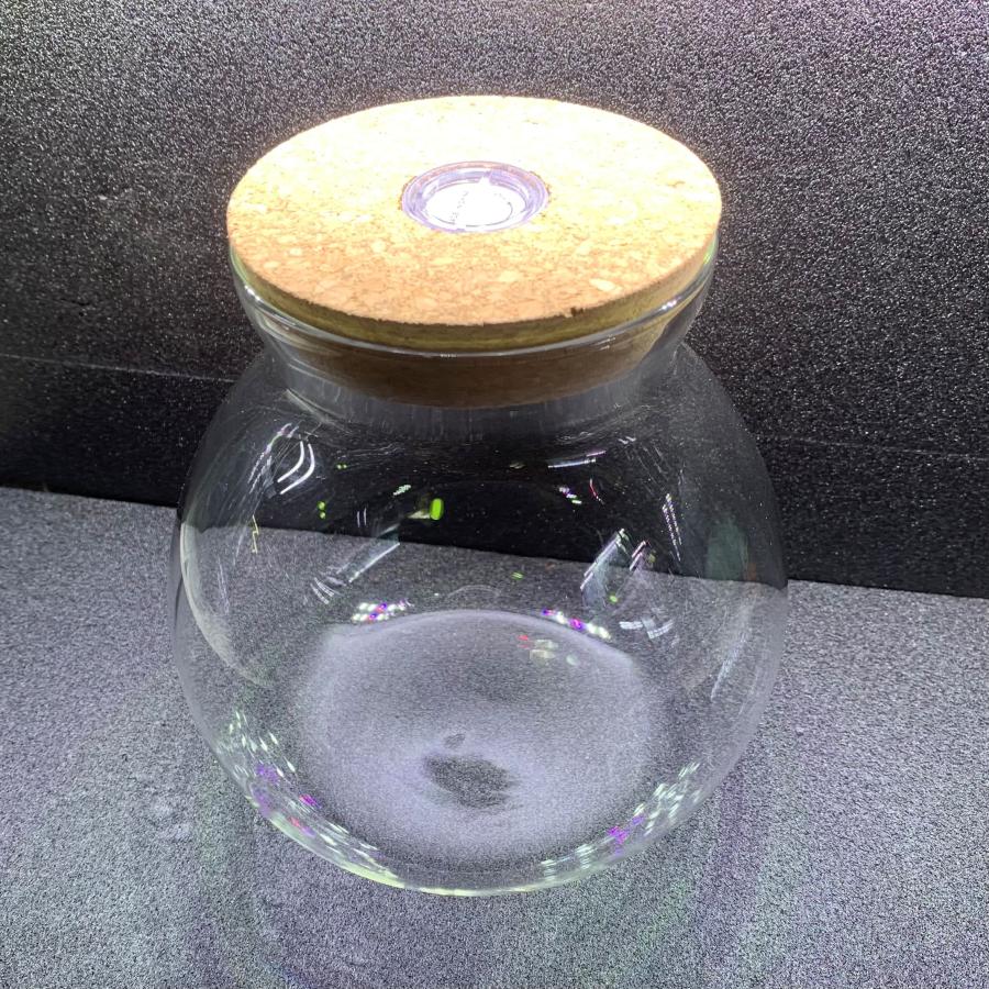 テラリウムボトル Lサイズ コルク蓋&LEDライト付き 1点 コケリウム