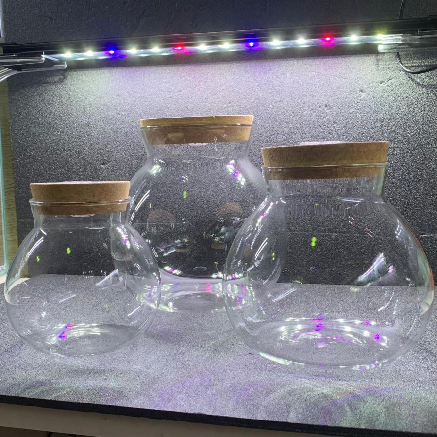 テラリウムボトル Lサイズ コルク蓋&LEDライト付き 1点 コケリウム