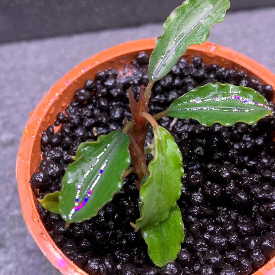 水草 ブセファランドラ sp. ブラウニーヘルメス 1株 ※バラ売り水草は4