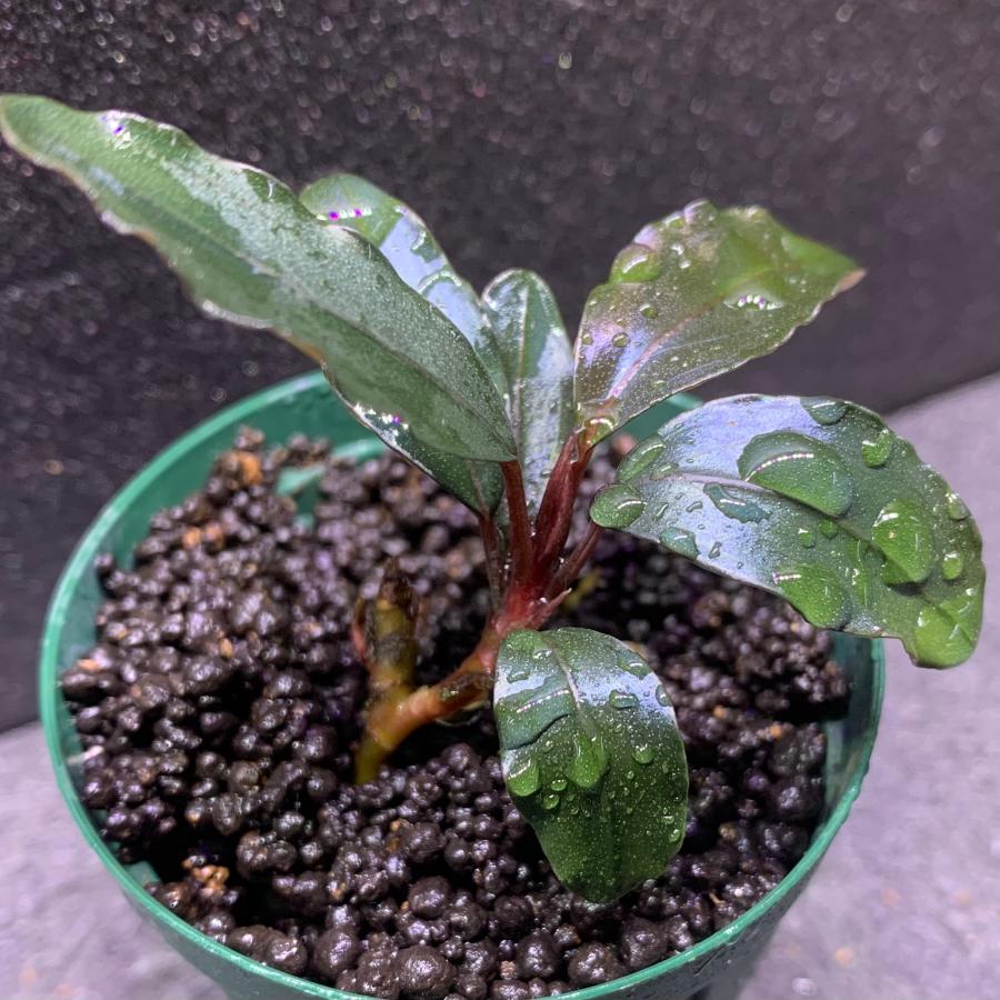 水草 ブセファランドラ sp. ロイヤルレッド 1株 ※バラ売り水草は4点