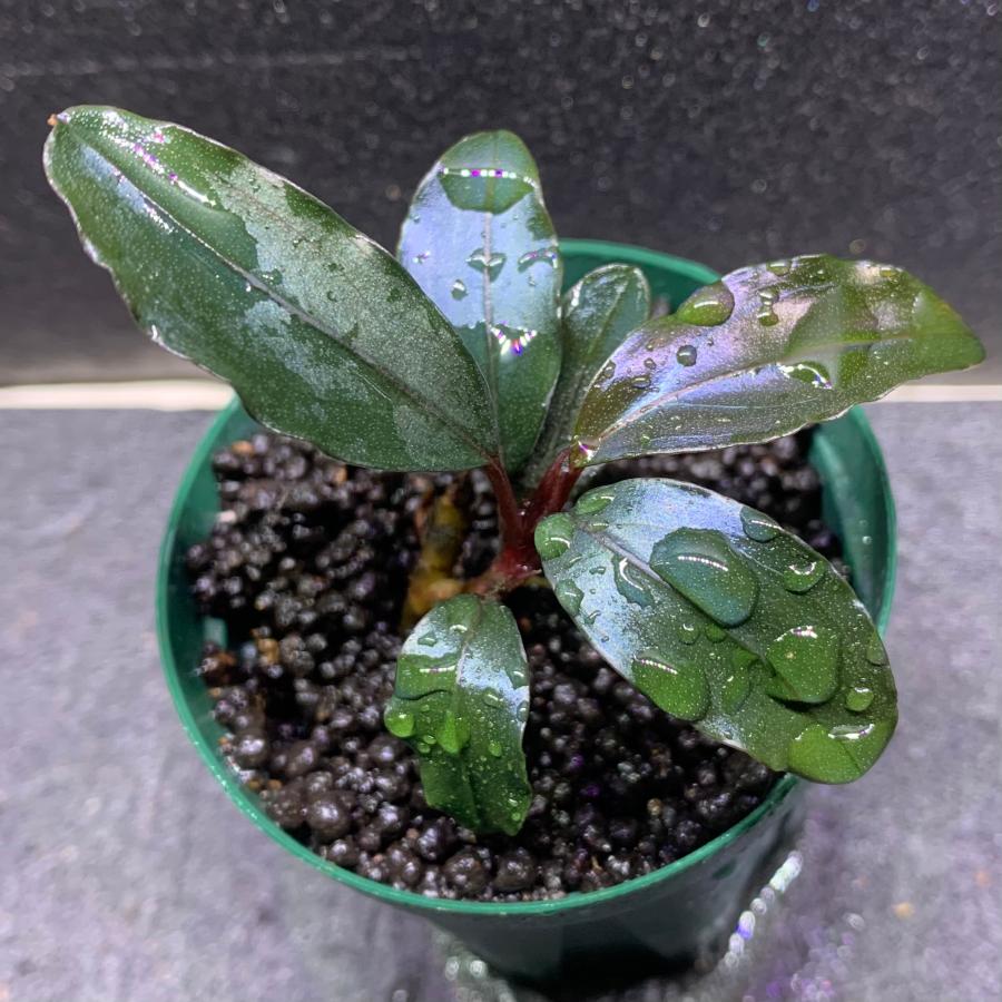 水草 ブセファランドラ sp. ロイヤルレッド 1株 ※バラ売り水草は4点