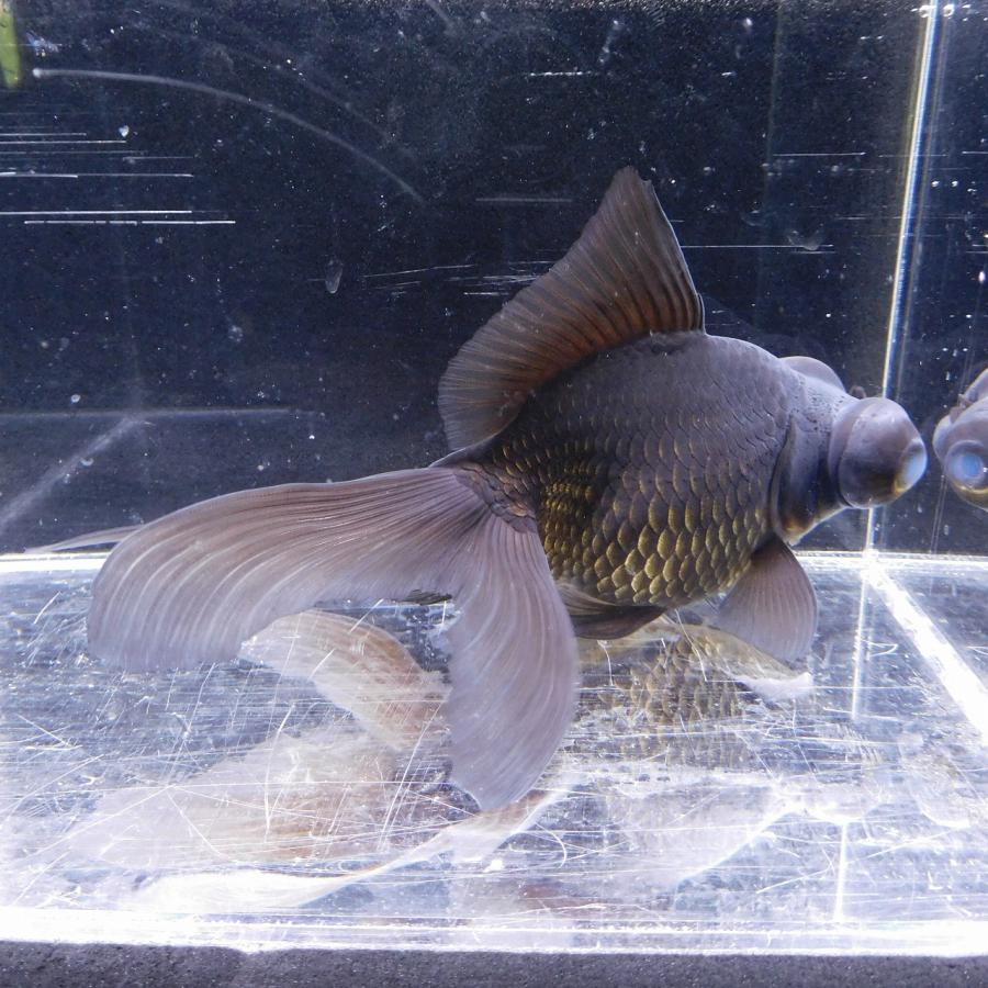 金魚 黒出目金 LLサイズ 約15cm前後 ※目難あり 1匹 1点物