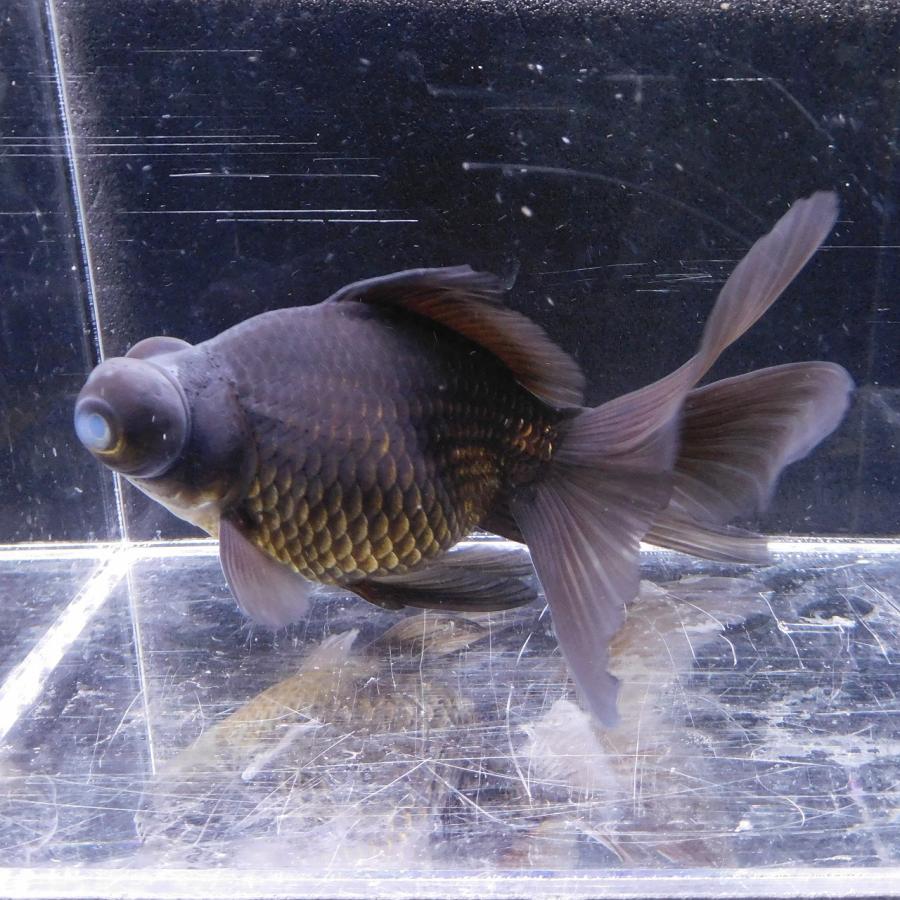 金魚 黒出目金 LLサイズ 約15cm前後 ※目難あり 1匹 1点物