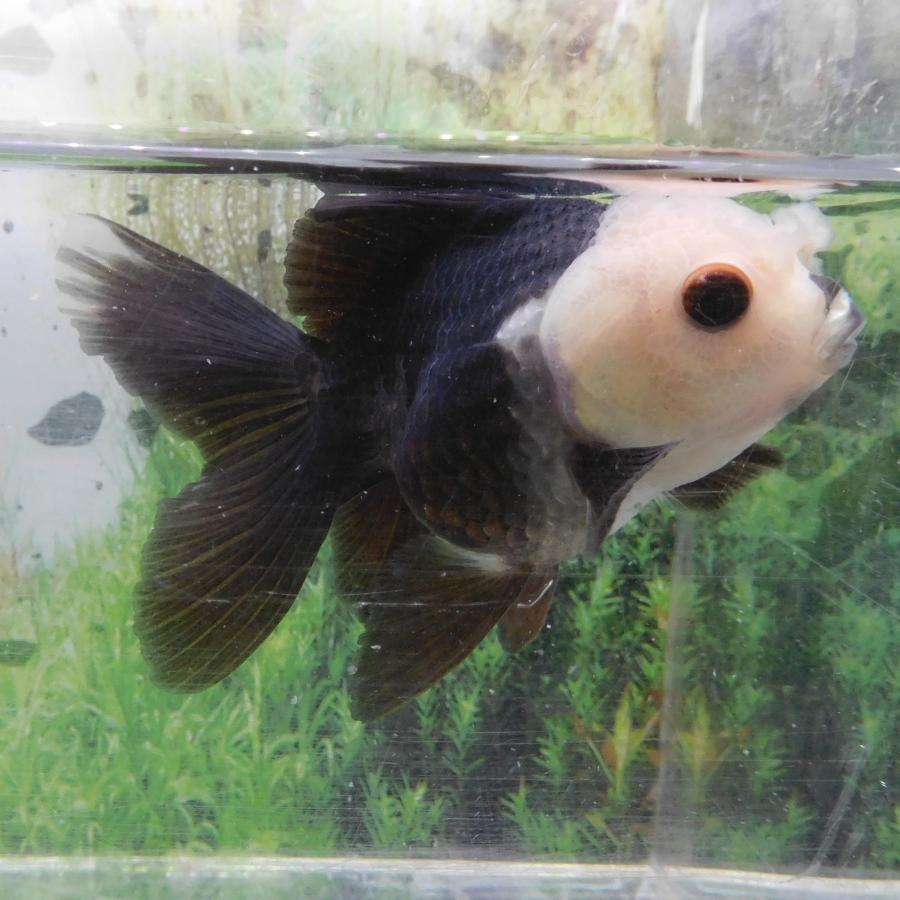 羽衣オランダ Mサイズ 約7cm± 1匹 1点物 オランダ獅子頭（ししが