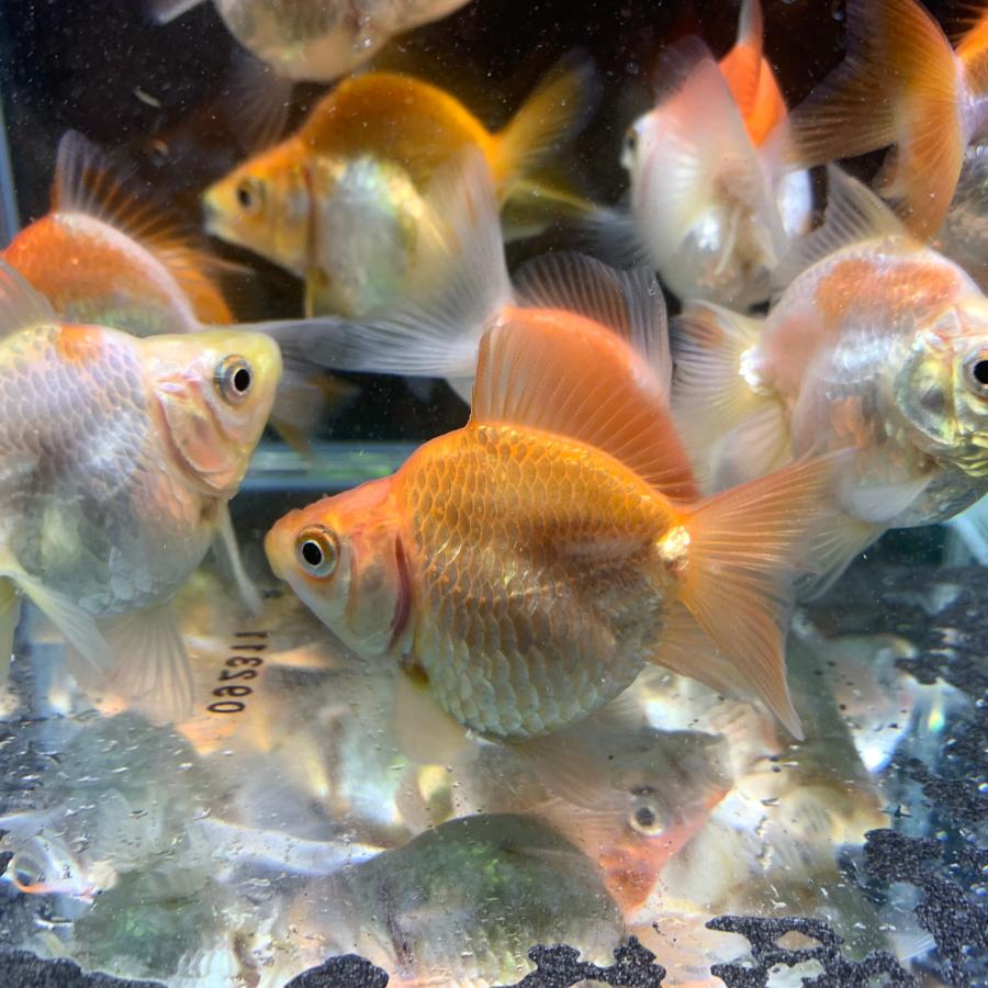 金魚 MIXだるま琉金 ショートテール タイ産 Mサイズ 約8-10cm 1