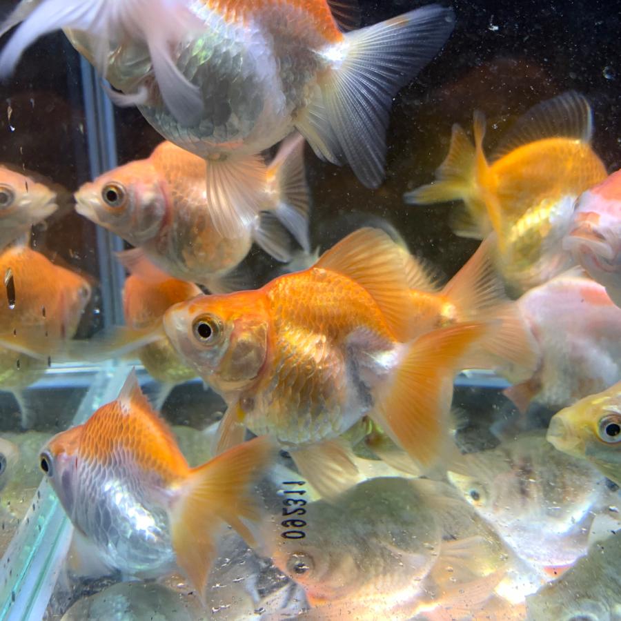 金魚 MIXだるま琉金 ショートテール タイ産 Mサイズ 約8-10cm 1匹 