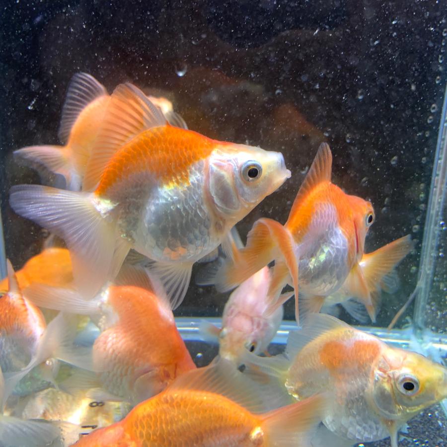 金魚 MIXだるま琉金 ショートテール タイ産 Mサイズ 約8-10cm 3