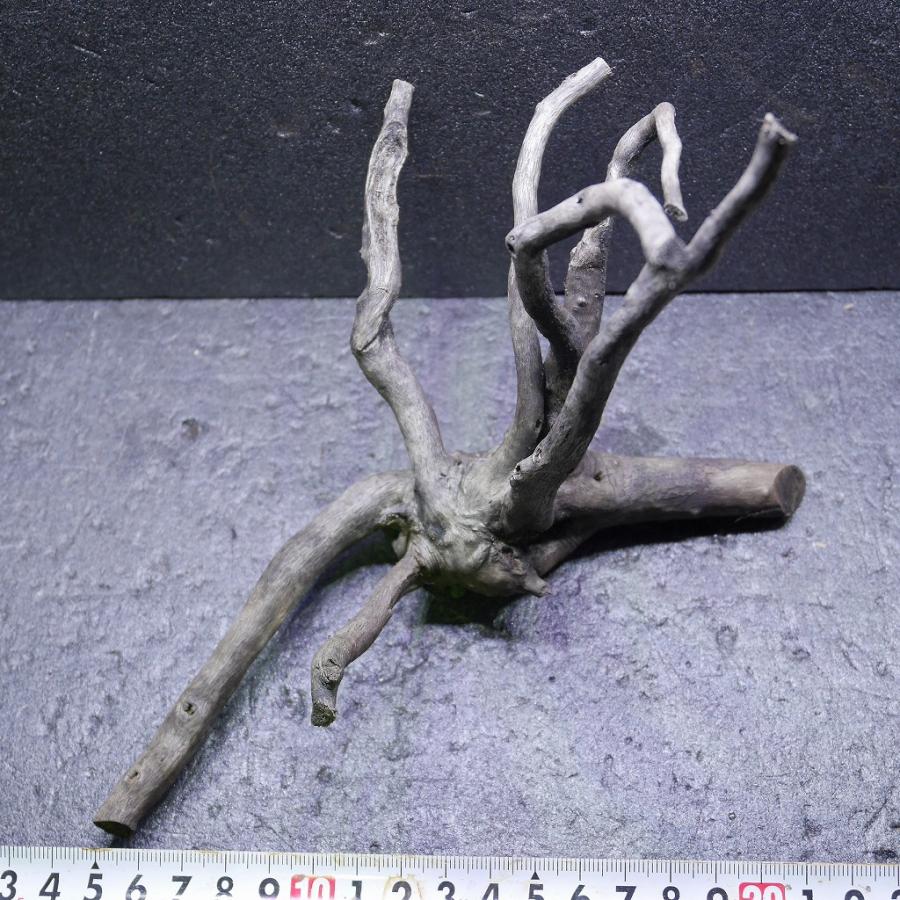 水槽用流木 大きめ 自然な枝状