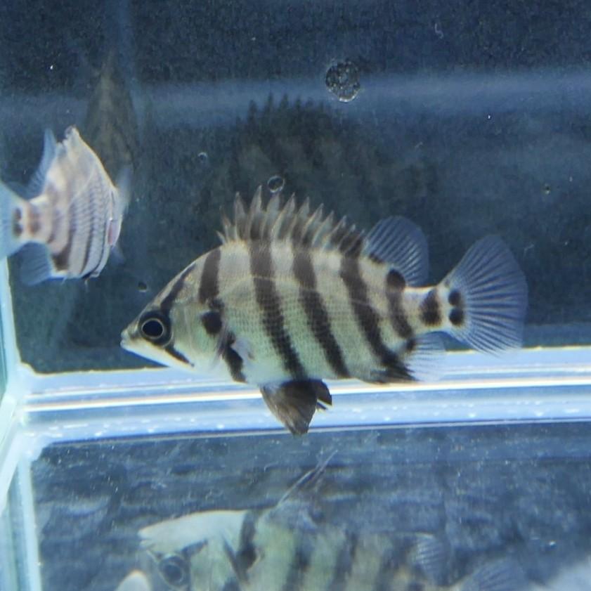 熱帯魚 メニーバータイガー ベビー 約2-3cm ※雄雌のご指定不可