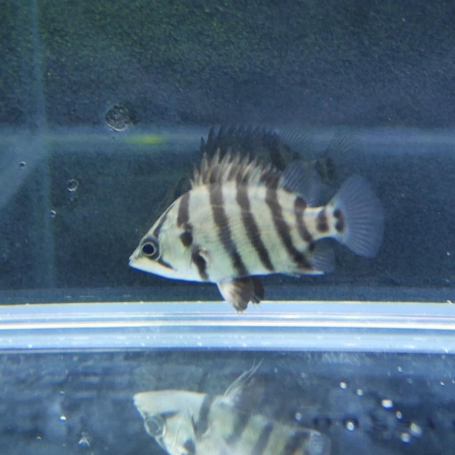 熱帯魚 メニーバータイガー ベビー 約2-3cm ※雄雌のご指定不可