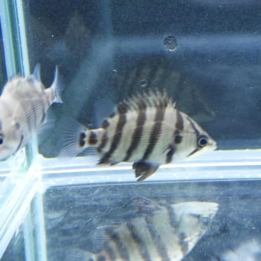 メニーバータイガー  20cm 熱帯魚 メニーバータイガー ベビー 約2-3cm ※雄雌のご指定不可