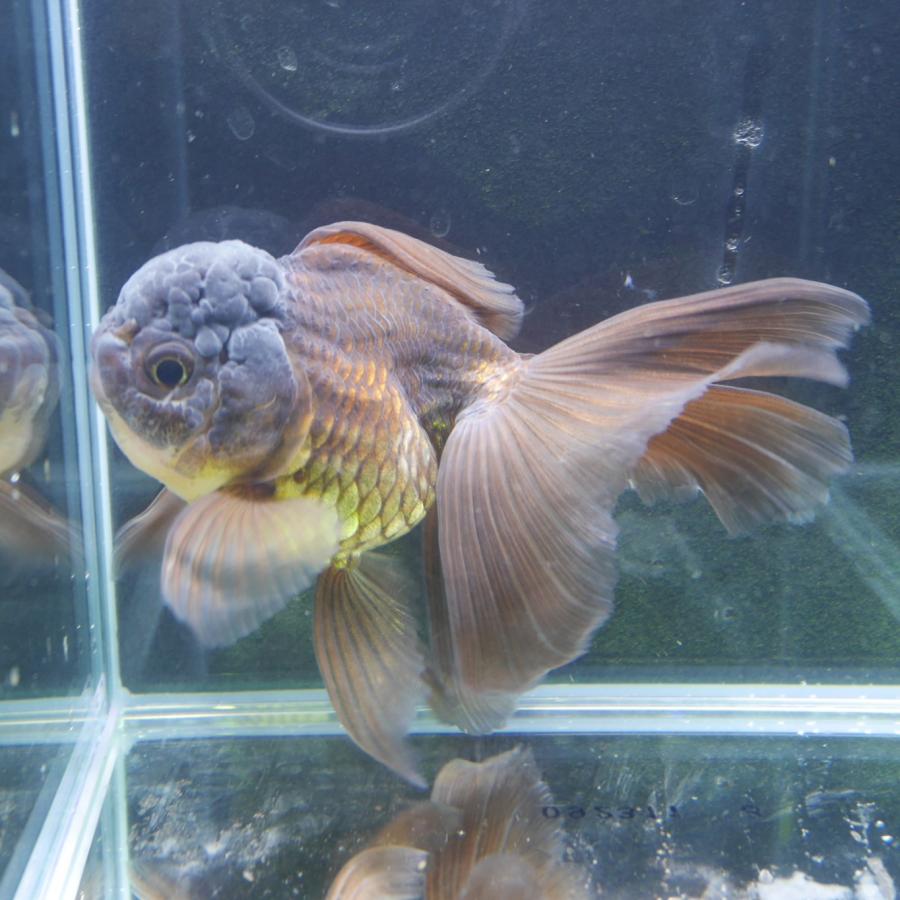 1点物 タイ産 黒オランダ Lサイズ 約10cm± 1匹 オランダ獅子頭 1点物 タイ産 黒オランダ Lサイズ 約10cm± 1匹 オランダ獅子頭
