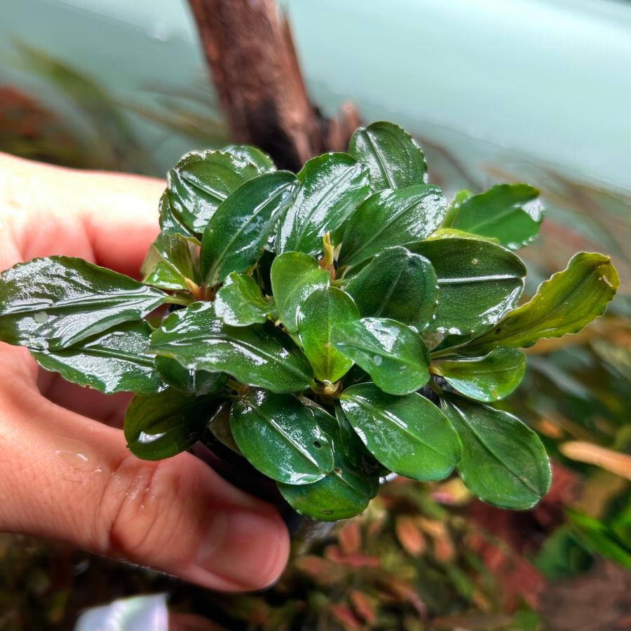 水草 ブセファランドラ SP.ピンクムラウィ POT入り ポット入り 活着