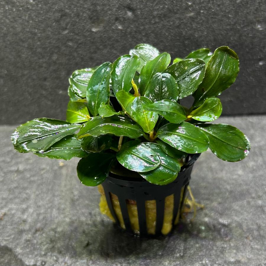 水草 ブセファランドラ SP.ピンクムラウィ POT入り ポット入り 活着