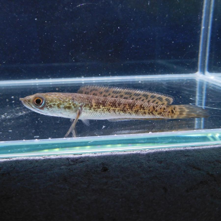 熱帯魚 バイオレットスネークヘッド 1匹 約10-15cm ※雄雌のご指定不可 アナバスの画像