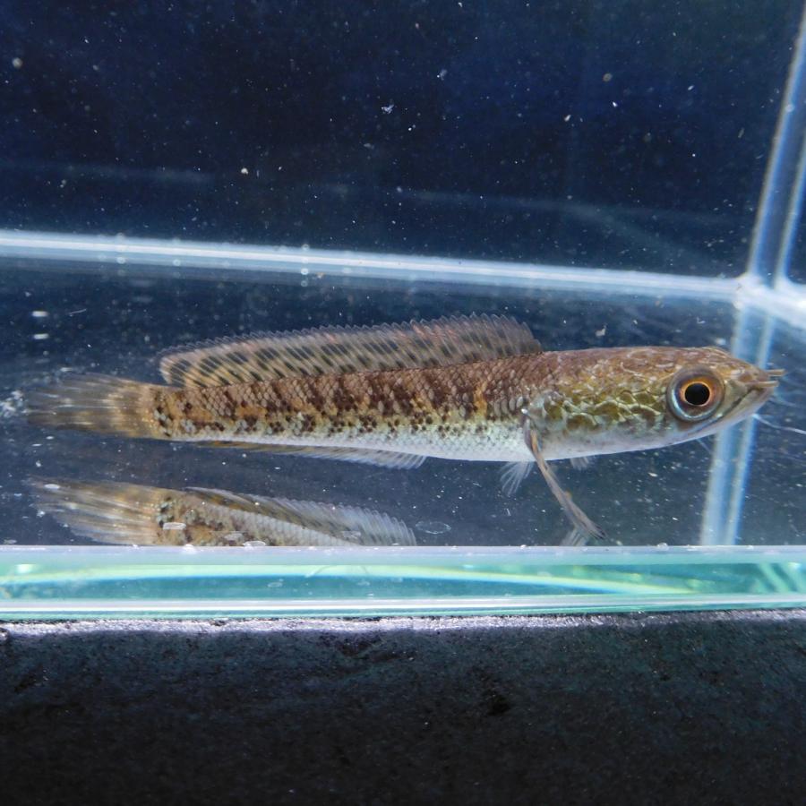 熱帯魚 バイオレットスネークヘッド 1匹 約10-15cm ※雄雌のご指定不可 アナバスの画像