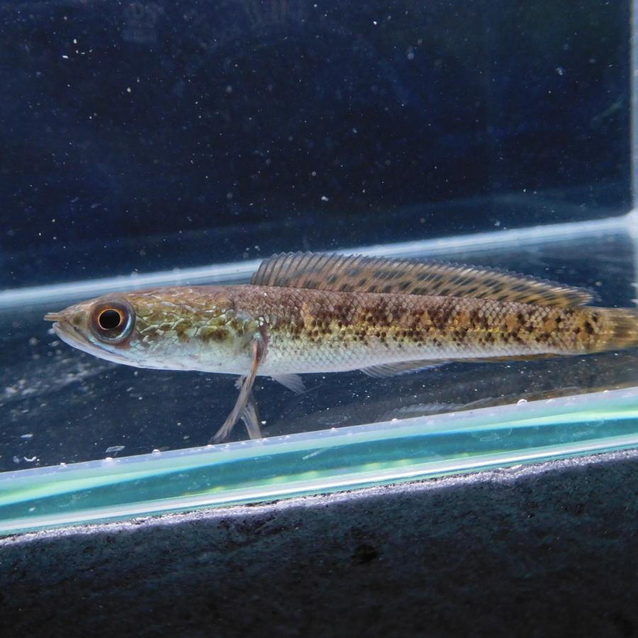 熱帯魚 バイオレットスネークヘッド 1匹 約10-15cm ※雄雌のご指定不可 アナバスの画像