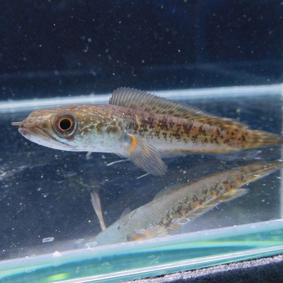 熱帯魚 バイオレットスネークヘッド 1匹 約10-15cm ※雄雌のご指定不可 アナバスの画像