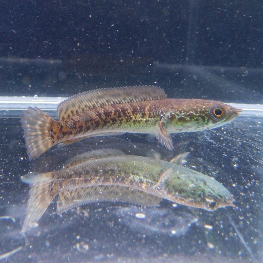 熱帯魚 バイオレットスネークヘッド 1匹 約10-15cm ※雄雌のご指定不可 アナバスの画像