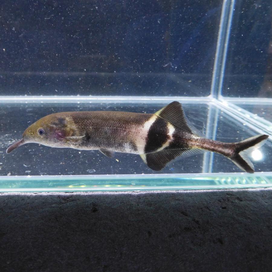1点物 エレファントノーズフィッシュ 約10-11cm± 古代魚 珍魚 : 有限