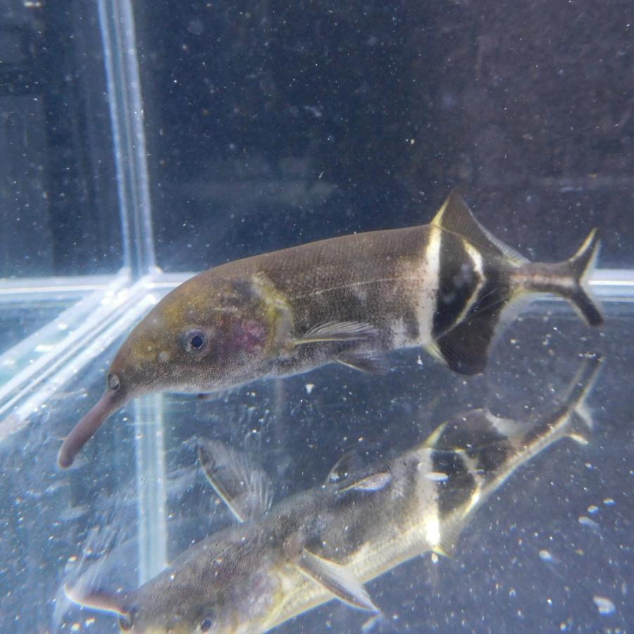 1点物 エレファントノーズフィッシュ 約10-11cm± 古代魚 珍魚 : 有限