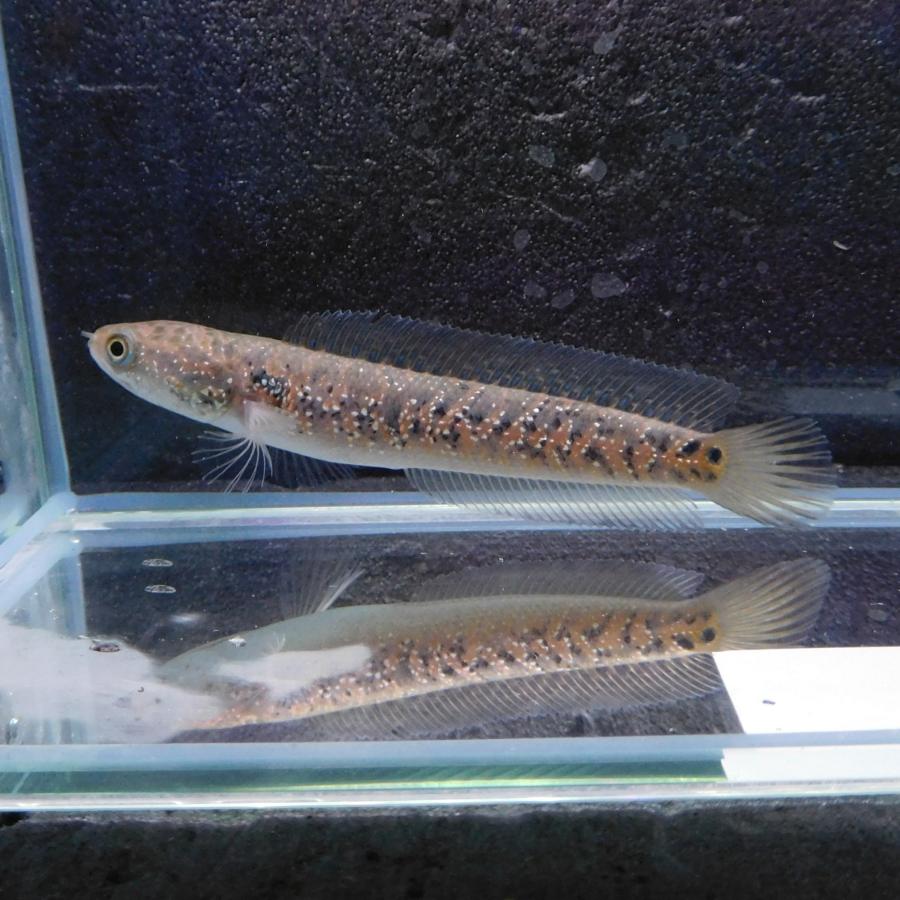銀製熱帯魚 熱帯魚 ダブルテールベタ オス ファンシー 06M0801-020