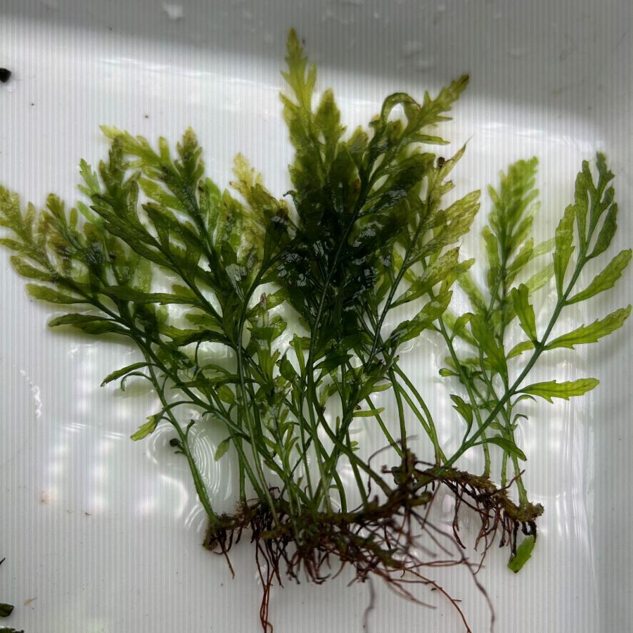 水草 ボルビティス Amazon | (coco`sshop) 水草 ボルビティス ヒュディロティ 溶岩石巻き