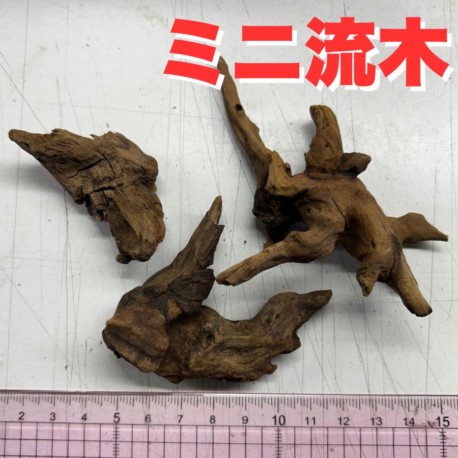 数量限定 水草 ボルビティス・ヒュデロティ 5株（葉の数で凡そ20-30枚