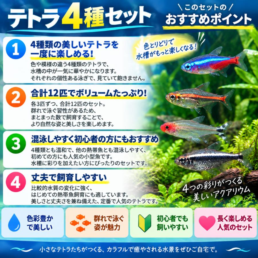 希少未開封 ネオンテトラ マイクロアクア 熱帯魚 フルティガーエアロ 平成レトロ 熱帯魚 テトラ4種セット 各3匹 計12匹 ネオンテトラ・ブラックネオン