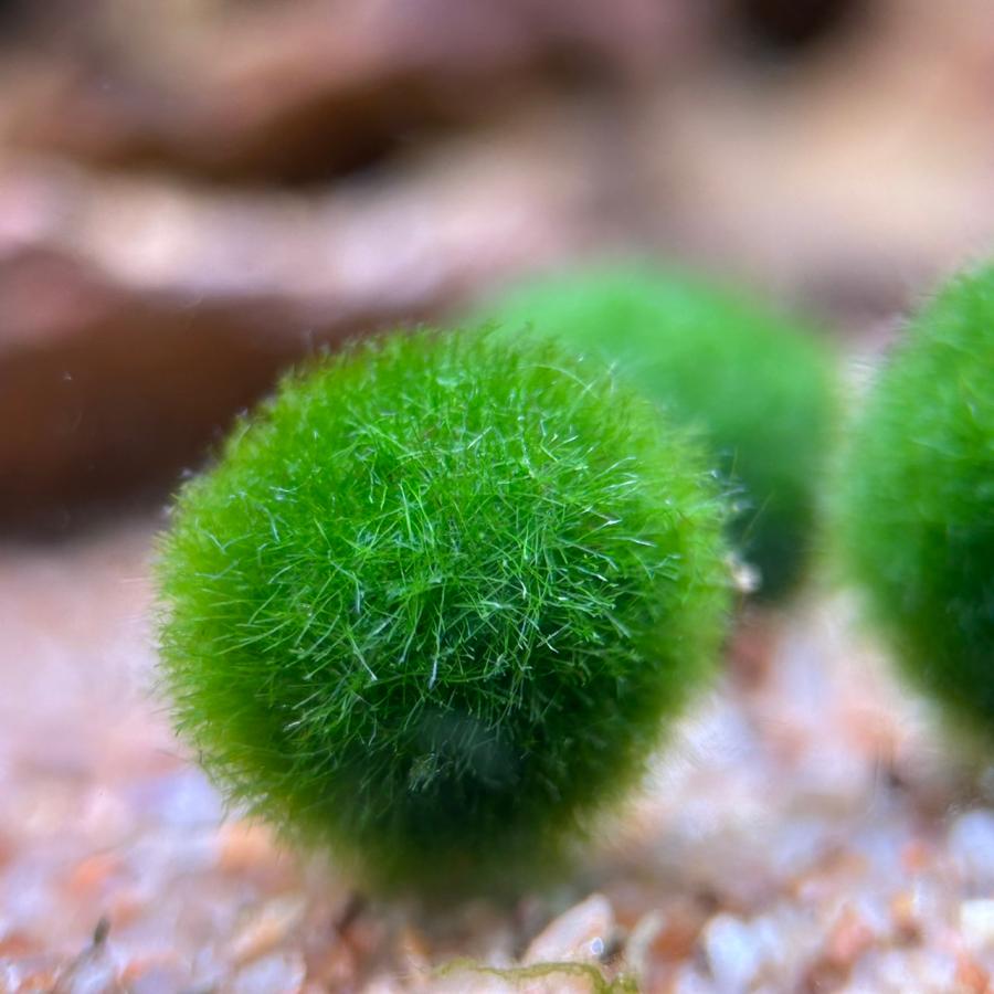 国産マリモ 約１cm 100個 癒しのマリモ無農薬 水草 国産マリモ 1個入り 無農薬 まりも お手軽 インテリア 育成簡単