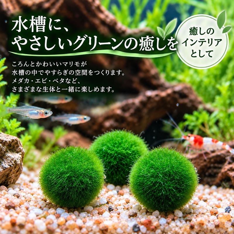 水草 国産マリモ 1個入り 無農薬 まりも お手軽 インテリア 育成簡単