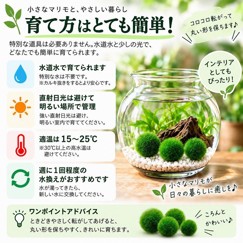水草 国産マリモ 1個入り 無農薬 まりも お手軽 インテリア 育成簡単