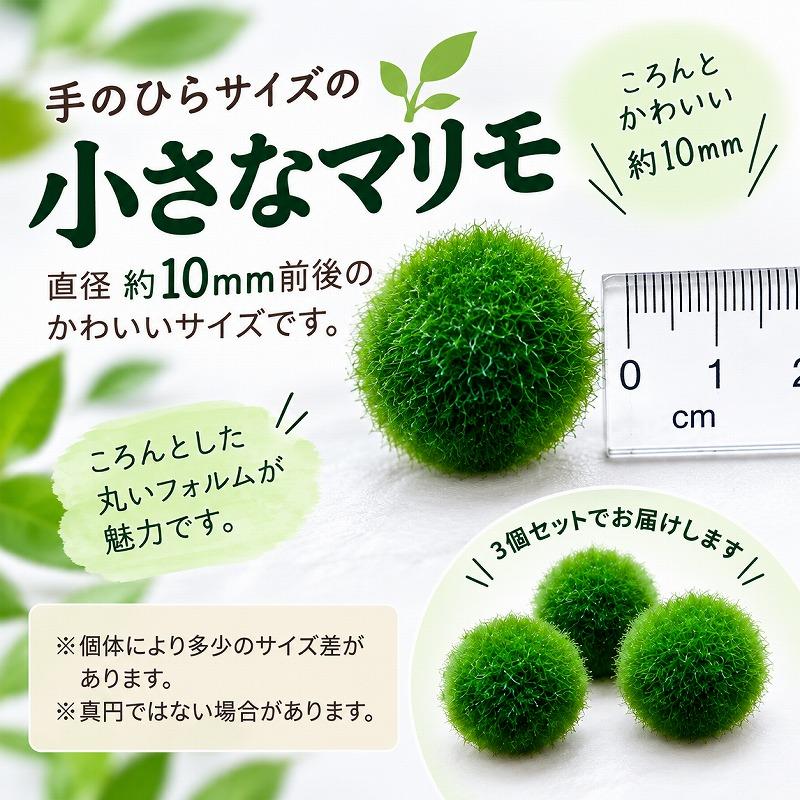 水草 国産マリモ 1個入り 無農薬 まりも お手軽 インテリア 育成簡単