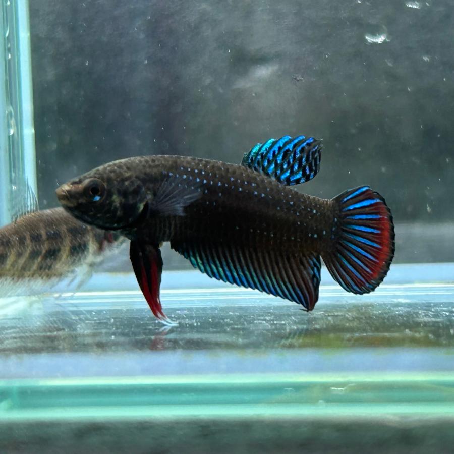 ワイルドベタ オス シャムオリエンタリス 幼魚 約2-3cm 熱帯魚 生体