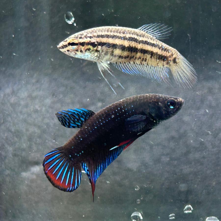 ワイルドベタ オス シャムオリエンタリス 幼魚 約2-3cm 熱帯魚 生体