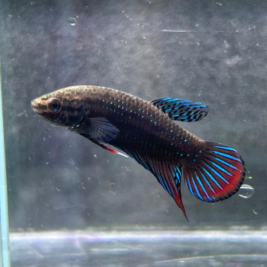 ワイルドベタ オス シャムオリエンタリス 幼魚 約2-3cm 熱帯魚 生体