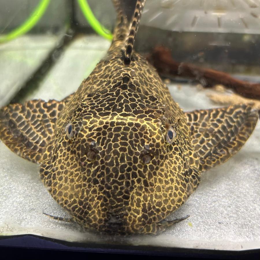 1点物 セルフィンプレコ XL 大きめ 約30cm ※雄雌のご指定不可 : 有限